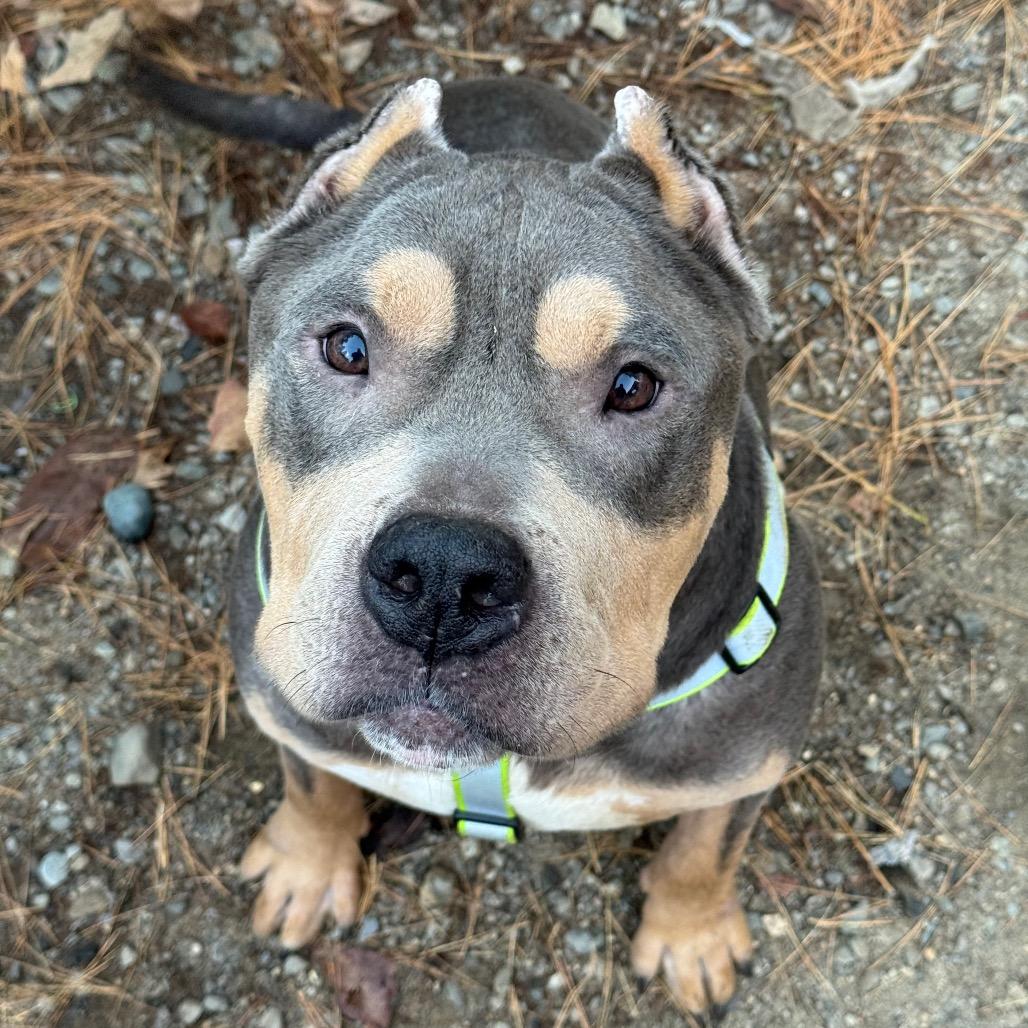 Enlarge T-Bone, a Adoptable Pit Bull Terrier in Vassalboro, ME image 4/6