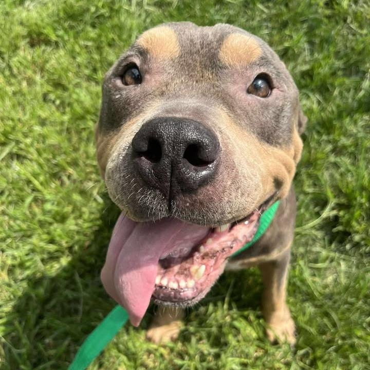 Enlarge T-Bone, a Adoptable Pit Bull Terrier in Vassalboro, ME image 5/6