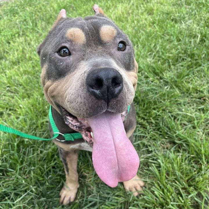 Enlarge T-Bone, a Adoptable Pit Bull Terrier in Vassalboro, ME image 6/6