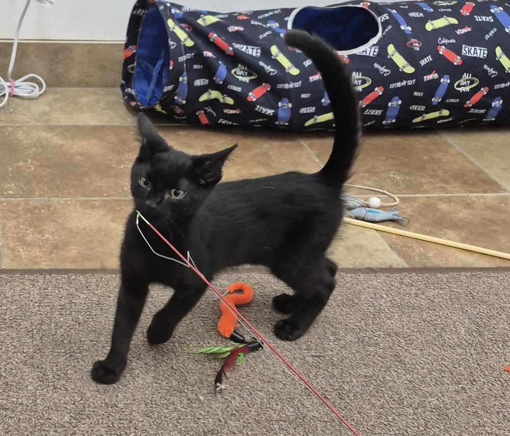 Tom, Adoptable, Kitten Male Domestic Short Hair.