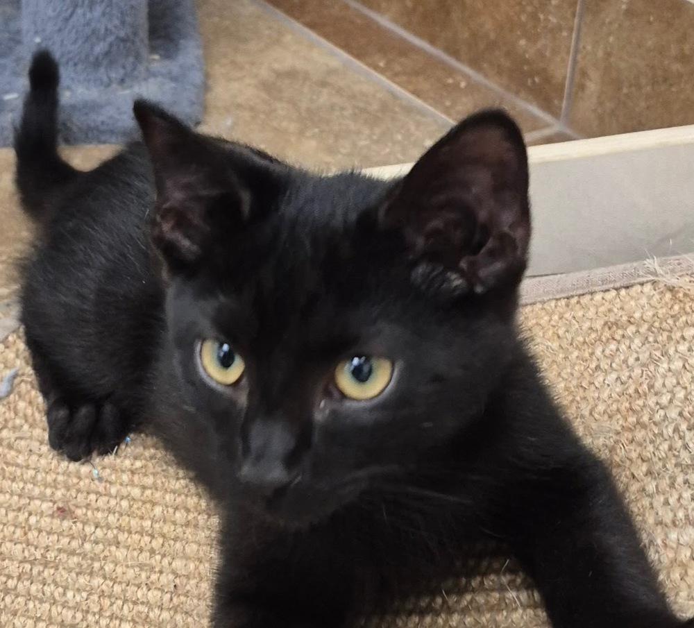 Enlarge Tom, a Adoptable mixed breed in South Bend, IN image 2/6