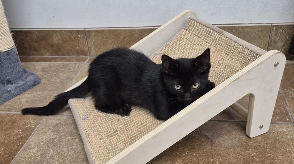 Enlarge Tom, a Adoptable mixed breed in South Bend, IN image 5/6