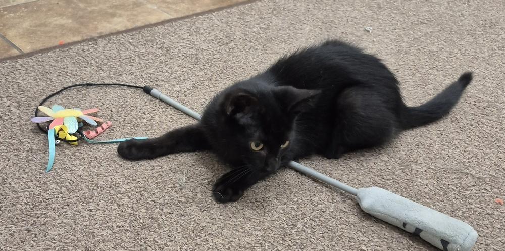 Enlarge Tom, a Adoptable mixed breed in South Bend, IN image 6/6