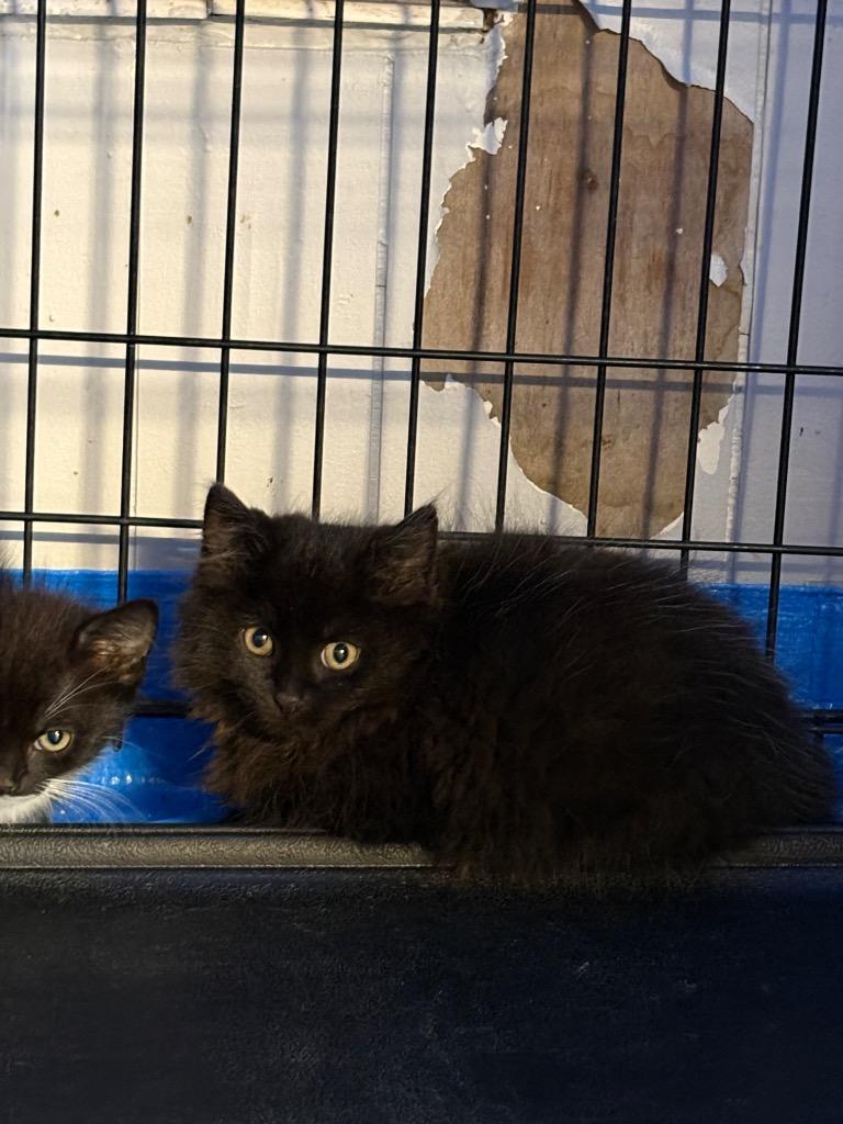 Puffball, Adoptable, Kitten Male Domestic Medium Hair.