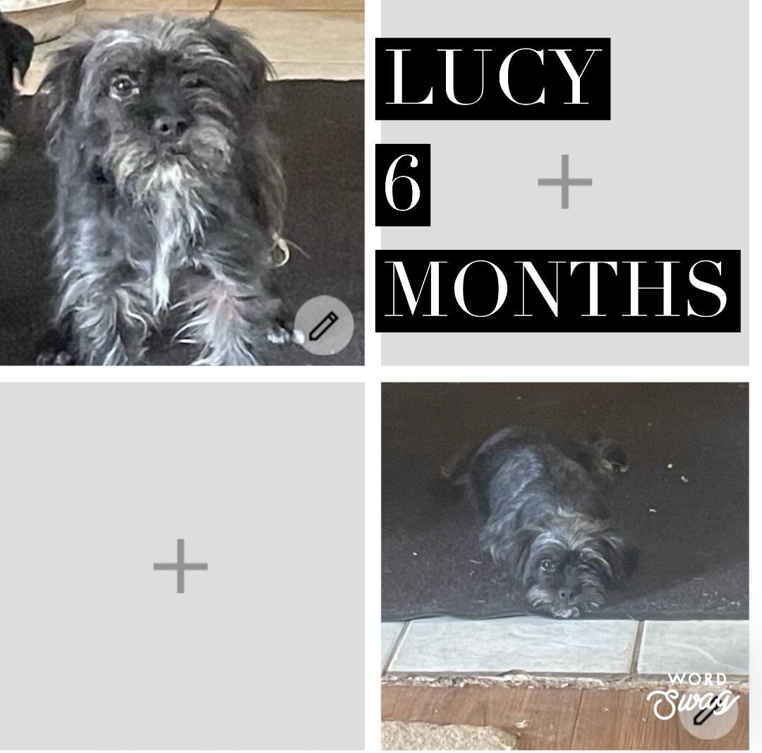 Lucy, ADOPTABLE, Adult Female Shih Tzu & Chiweenie.
