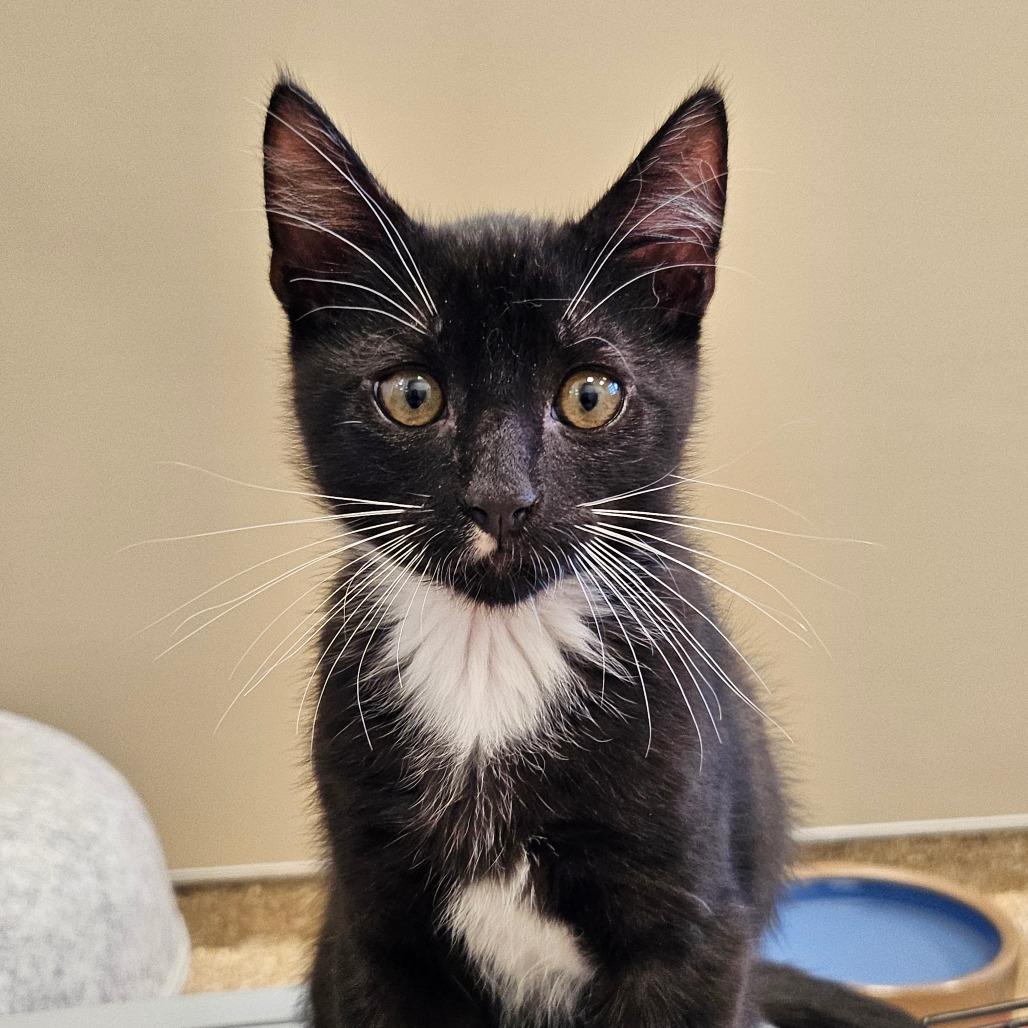 Moonraker (at Cole Valley Pets), a Adoptable Domestic Short Hair in Sonoma, CA image 1/3