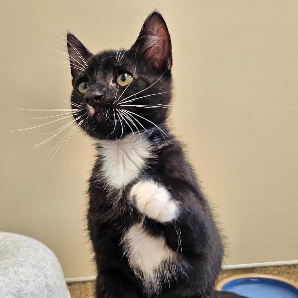 Moonraker (at Cole Valley Pets), a Adoptable Domestic Short Hair in Sonoma, CA image 2/3