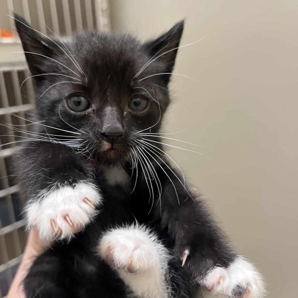 Moonraker (at Cole Valley Pets), a Adoptable Domestic Short Hair in Sonoma, CA image 3/3