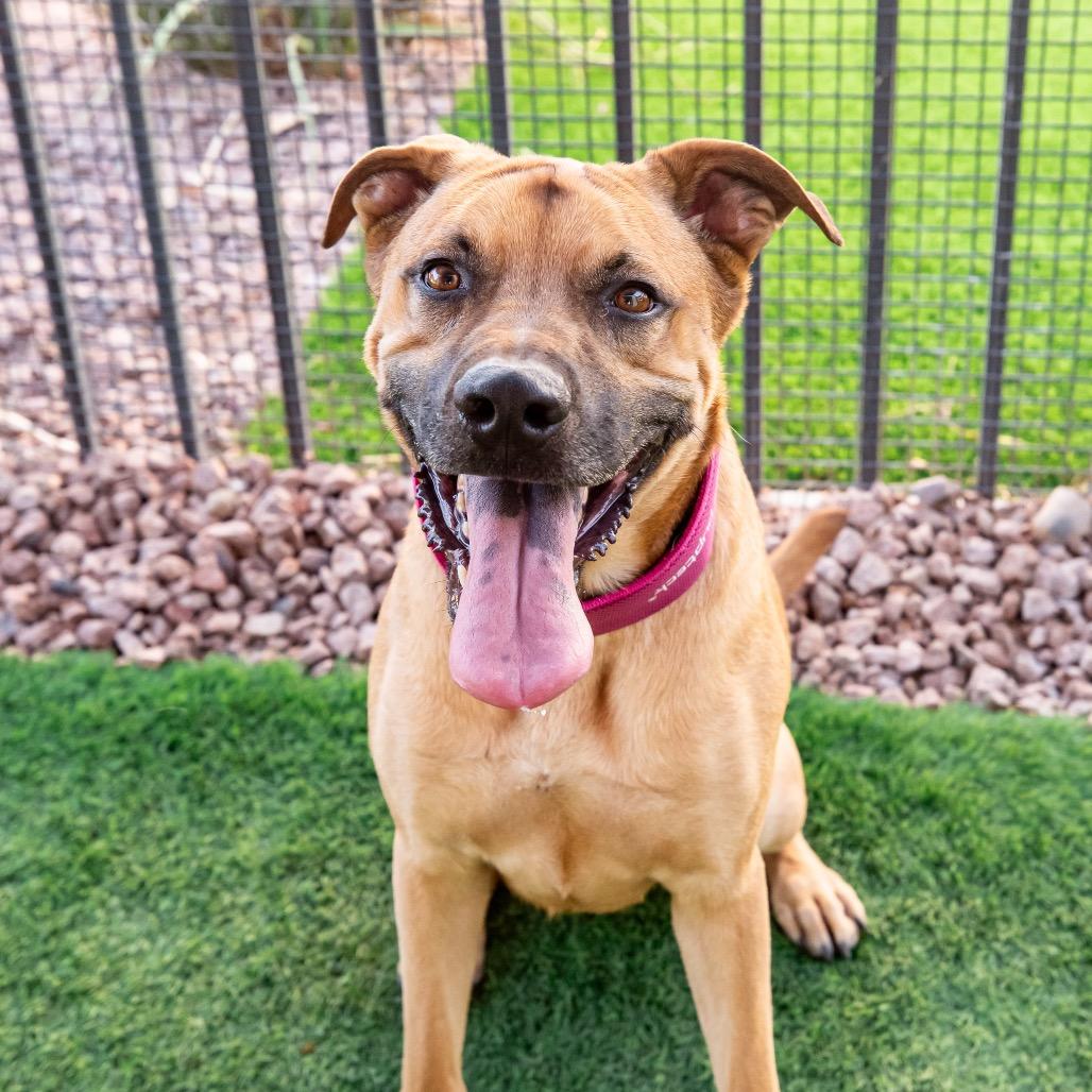 Gaston Ziegenhagen, Adoptable, Adult Male Shepherd & Mixed Breed.