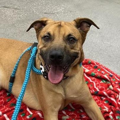 Gaston Ziegenhagen, a Adoptable mixed breed in Las Vegas, NV image 2/6