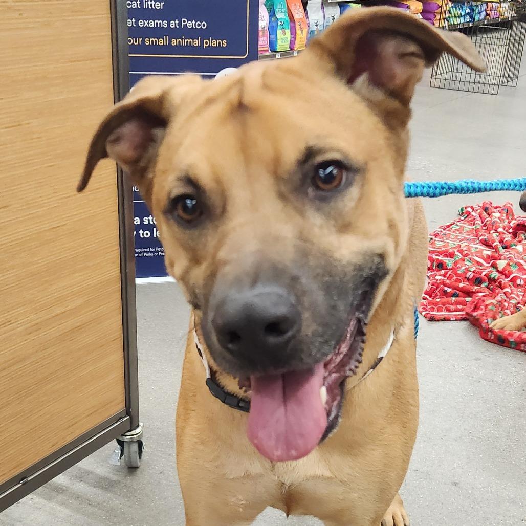 Gaston Ziegenhagen, a Adoptable mixed breed in Las Vegas, NV image 3/6