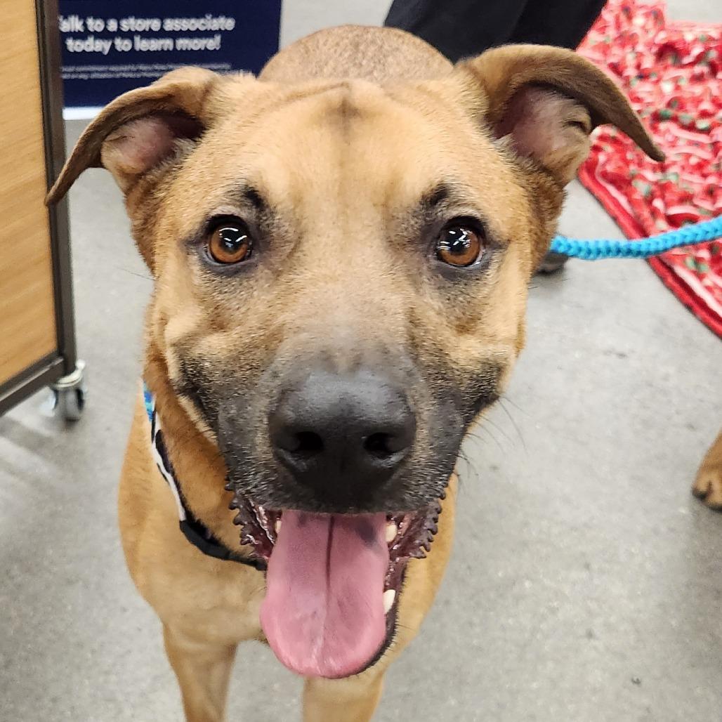 Gaston Ziegenhagen, a Adoptable mixed breed in Las Vegas, NV image 4/6
