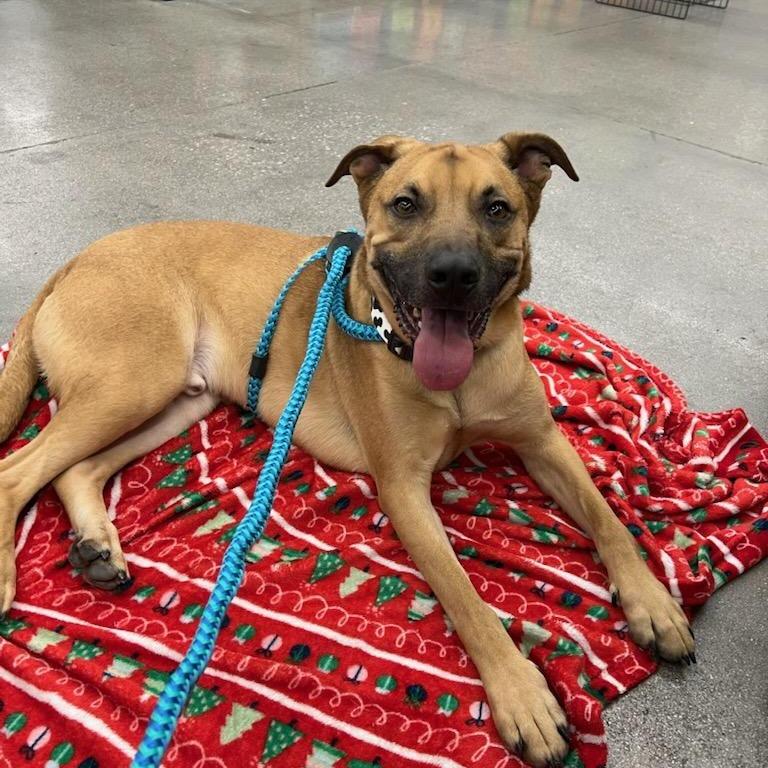 Gaston Ziegenhagen, a Adoptable mixed breed in Las Vegas, NV image 5/6