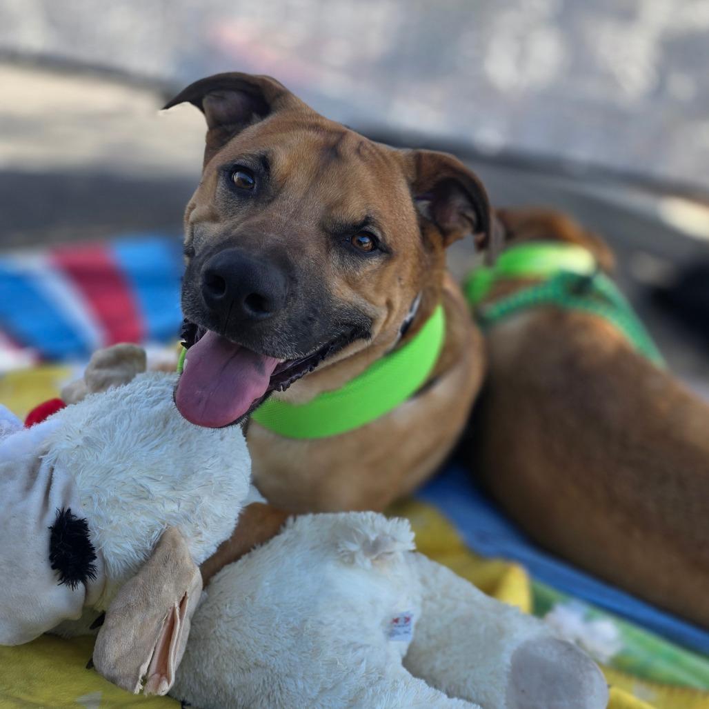 Gaston Ziegenhagen, a Adoptable mixed breed in Las Vegas, NV image 6/6