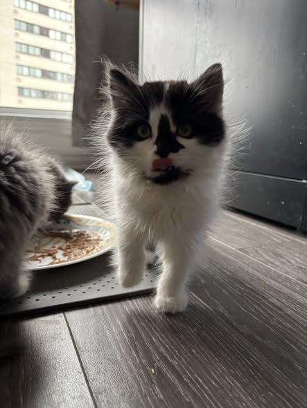 Jupiter, a Adoptable Domestic Short Hair in Orleans, ON image 2/2