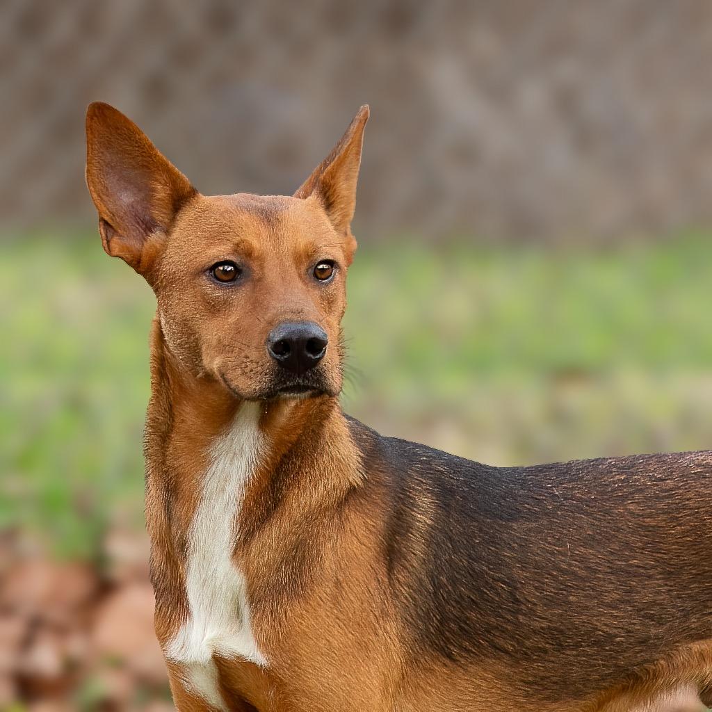 Mutt Damon, Adoptable, Adult Male Terrier.