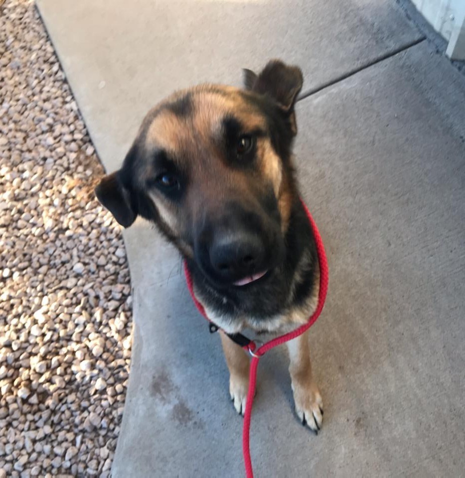 Ranger, Adoptable, Adult Male German Shepherd Dog.