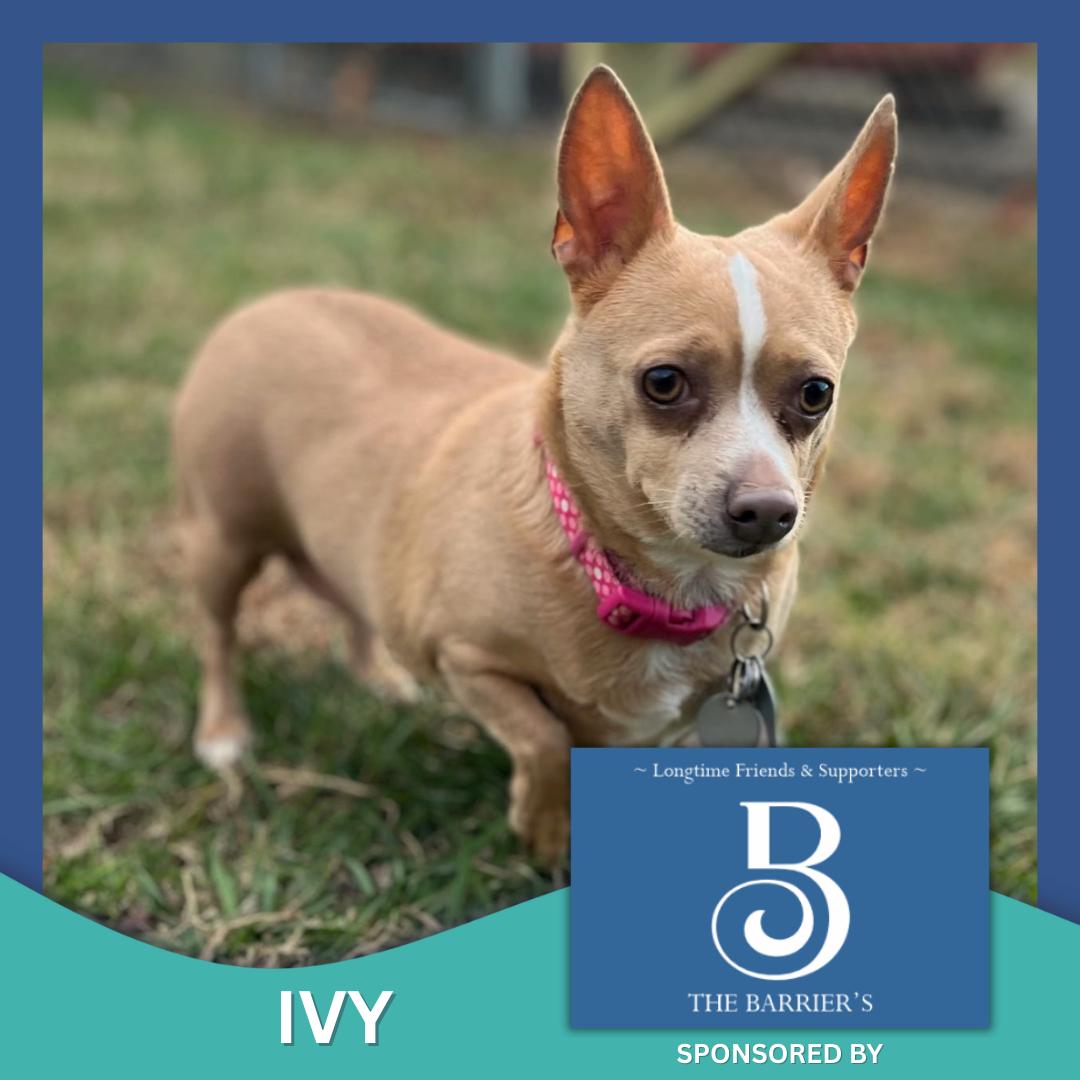 Ivy, ADOPTABLE, Adult Female Chihuahua & Dachshund.