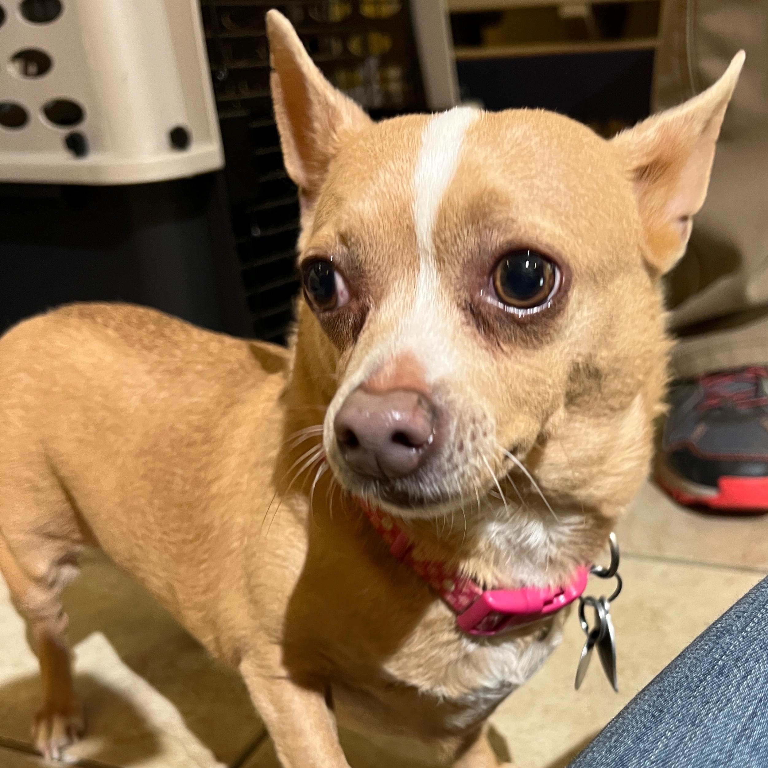 Enlarge Ivy, a ADOPTABLE mixed breed in High Point, NC image 3/4