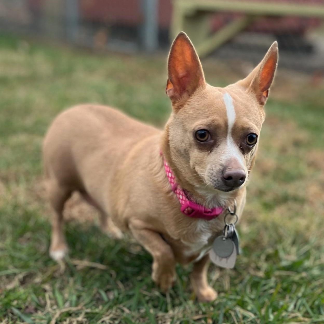 Enlarge Ivy, a ADOPTABLE mixed breed in High Point, NC image 1/4