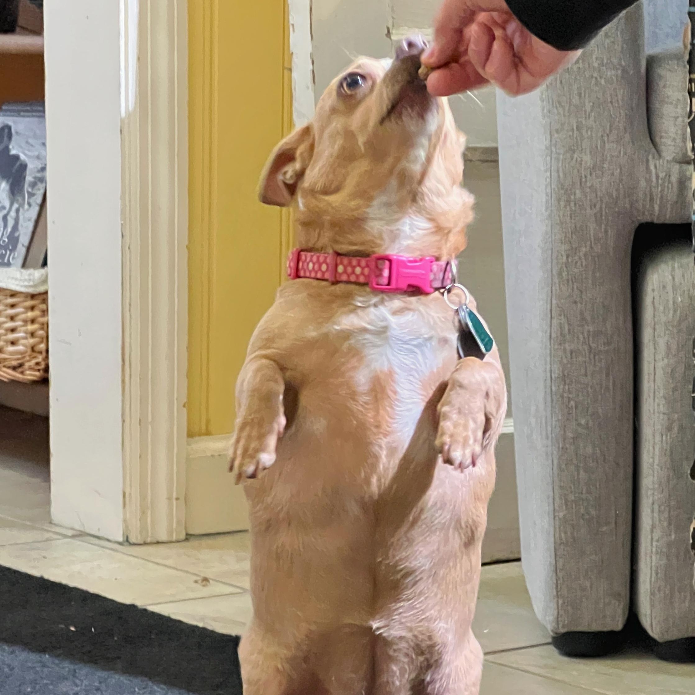 Enlarge Ivy, a ADOPTABLE mixed breed in High Point, NC image 2/4