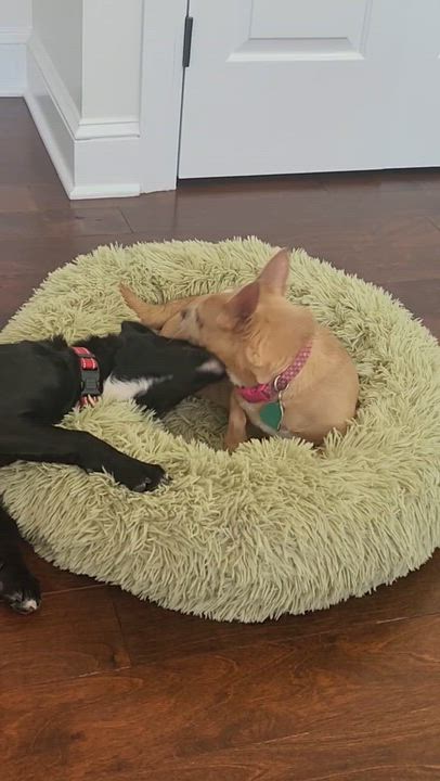 Enlarge Ivy, a ADOPTABLE mixed breed in High Point, NC video 4/4