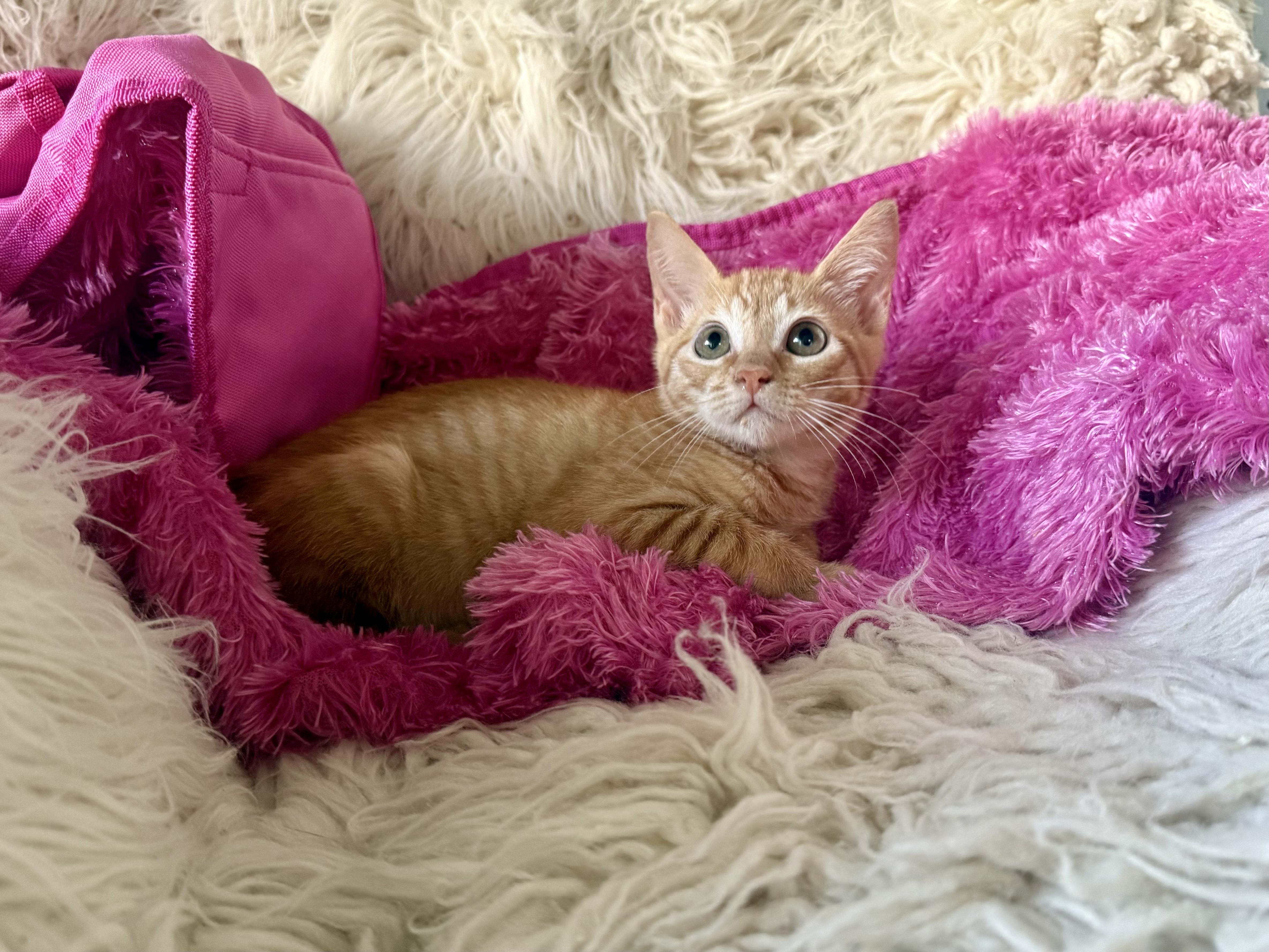 Zoey, Adoptable, Young Female Domestic Short Hair.