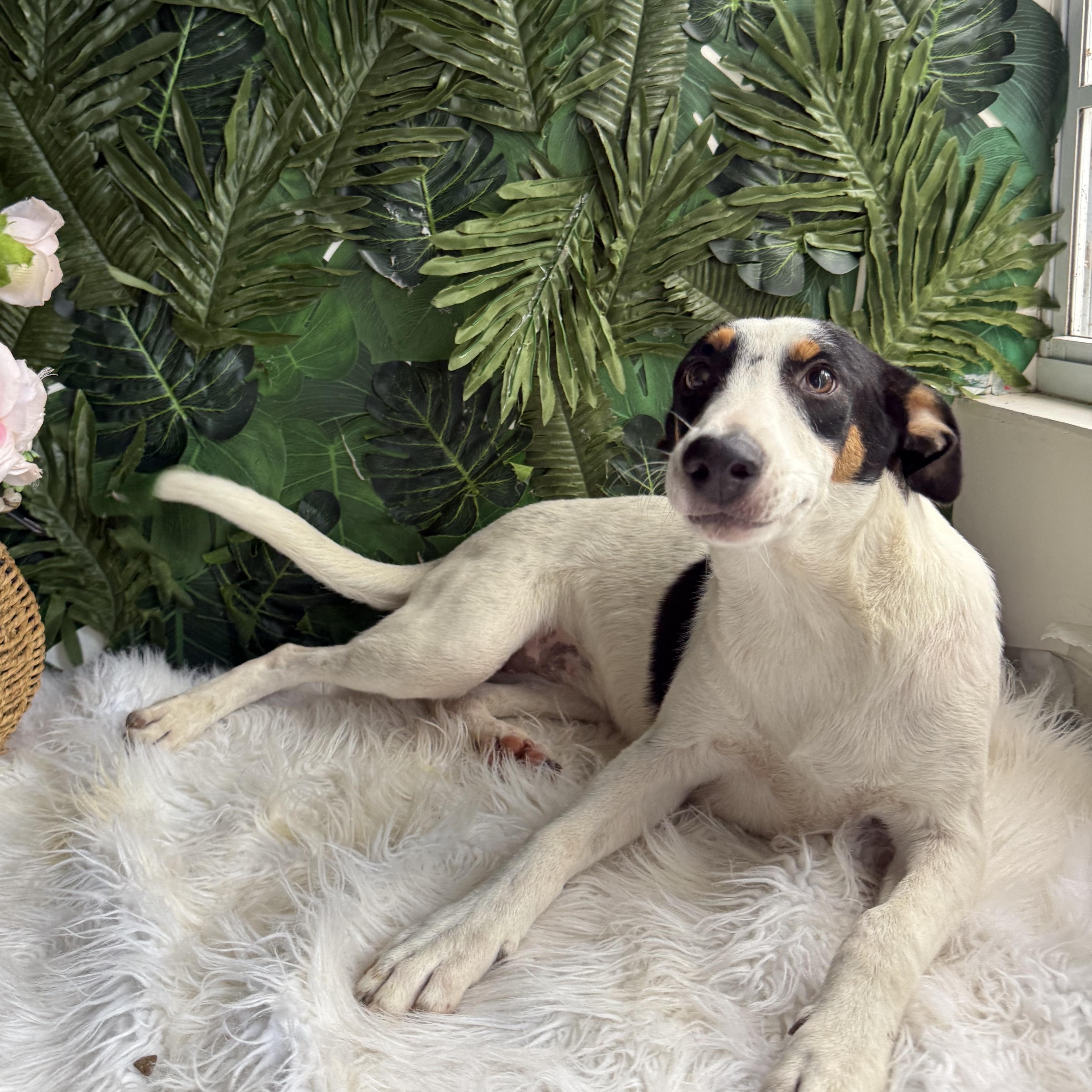 Enlarge Snoopy, a Adoptable Mixed Breed in Richmond, VA image 1/1