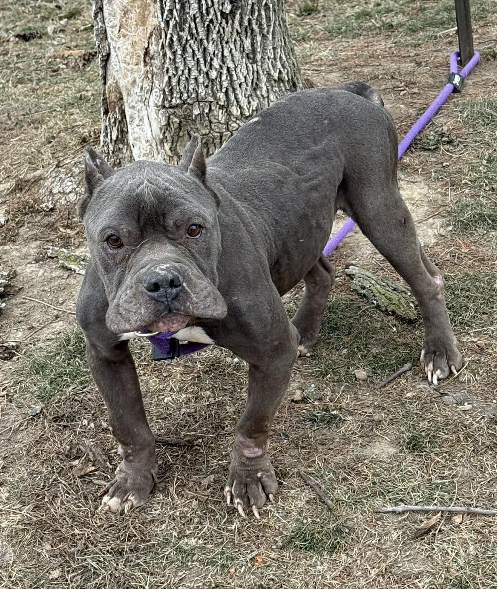 Enlarge Hudson (in a FOSTER home), a ADOPTABLE mixed breed in Springfield, IL image 1/3