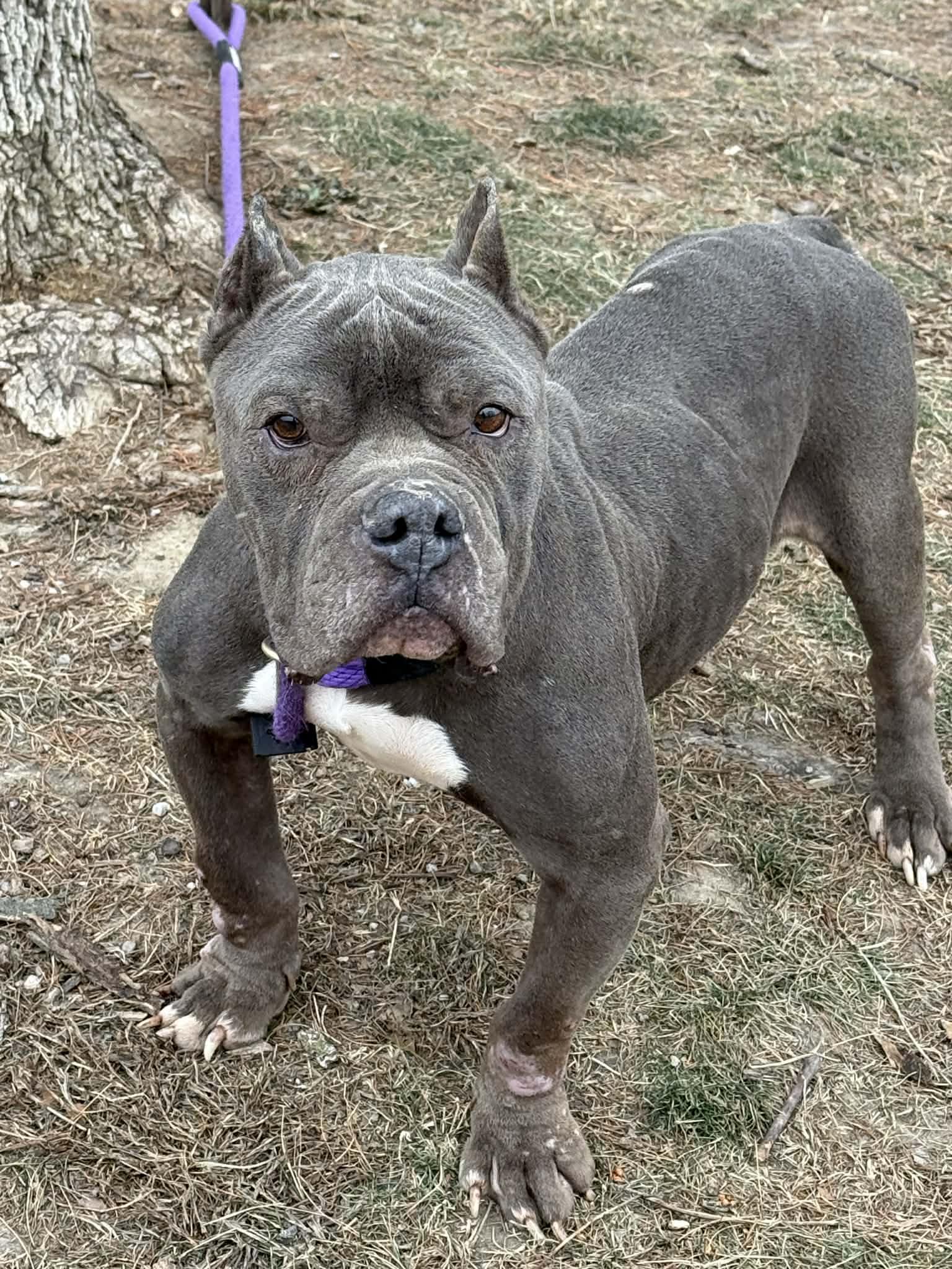 Enlarge Hudson (in a FOSTER home), a ADOPTABLE mixed breed in Springfield, IL image 3/3