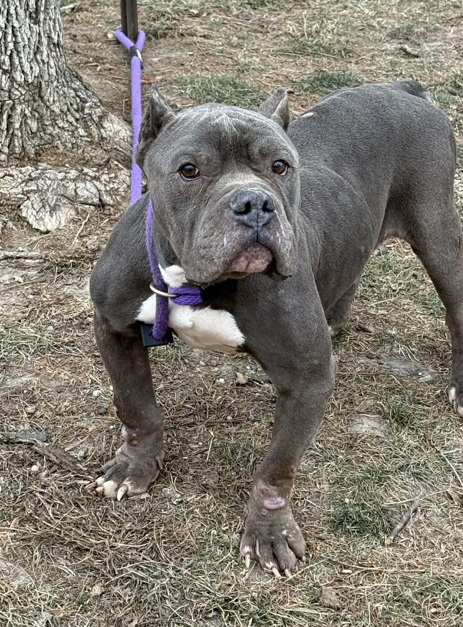 Enlarge Hudson (in a FOSTER home), a ADOPTABLE mixed breed in Springfield, IL image 2/3