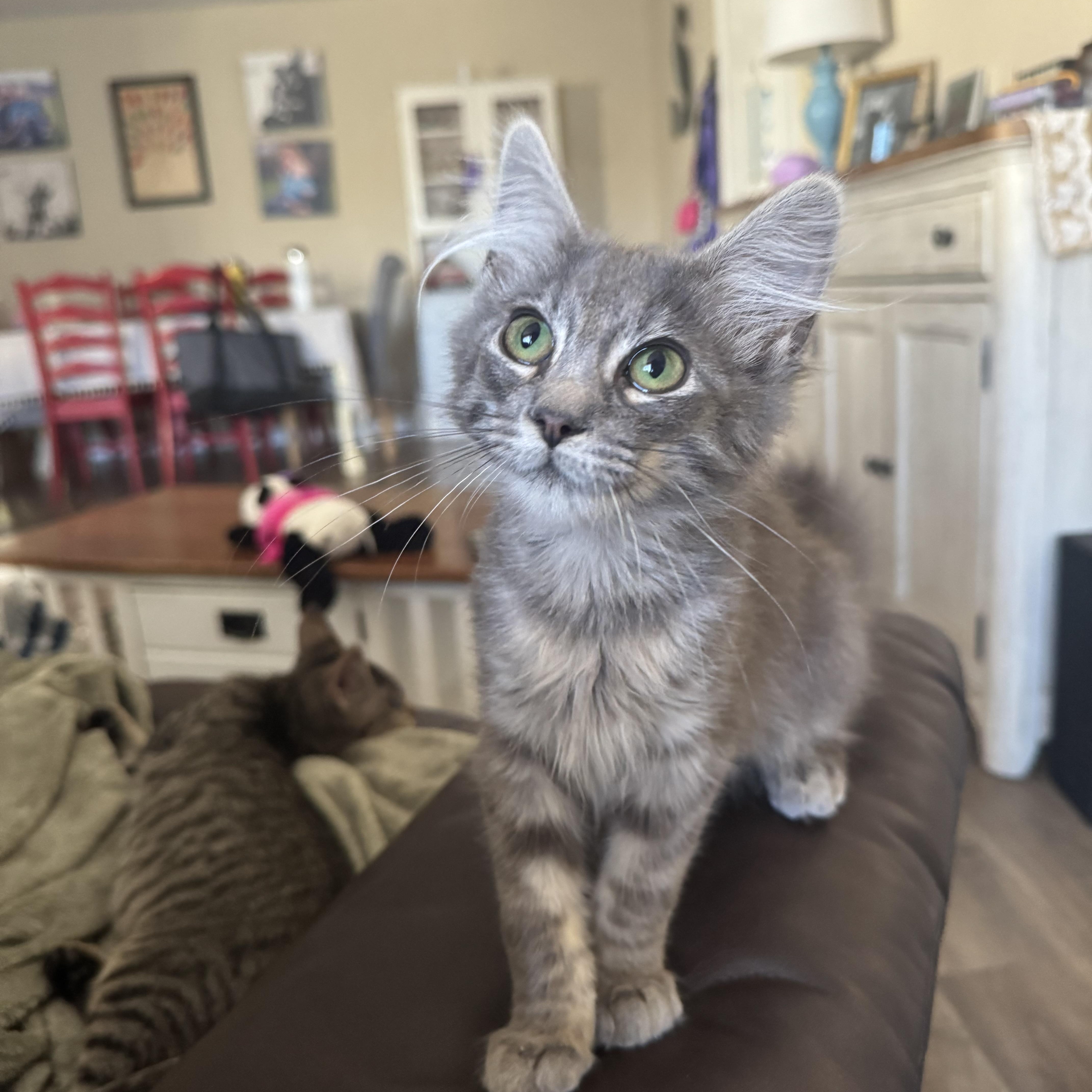 Enlarge Pretzel, a Adopted mixed breed in Petaluma, CA image 2/3