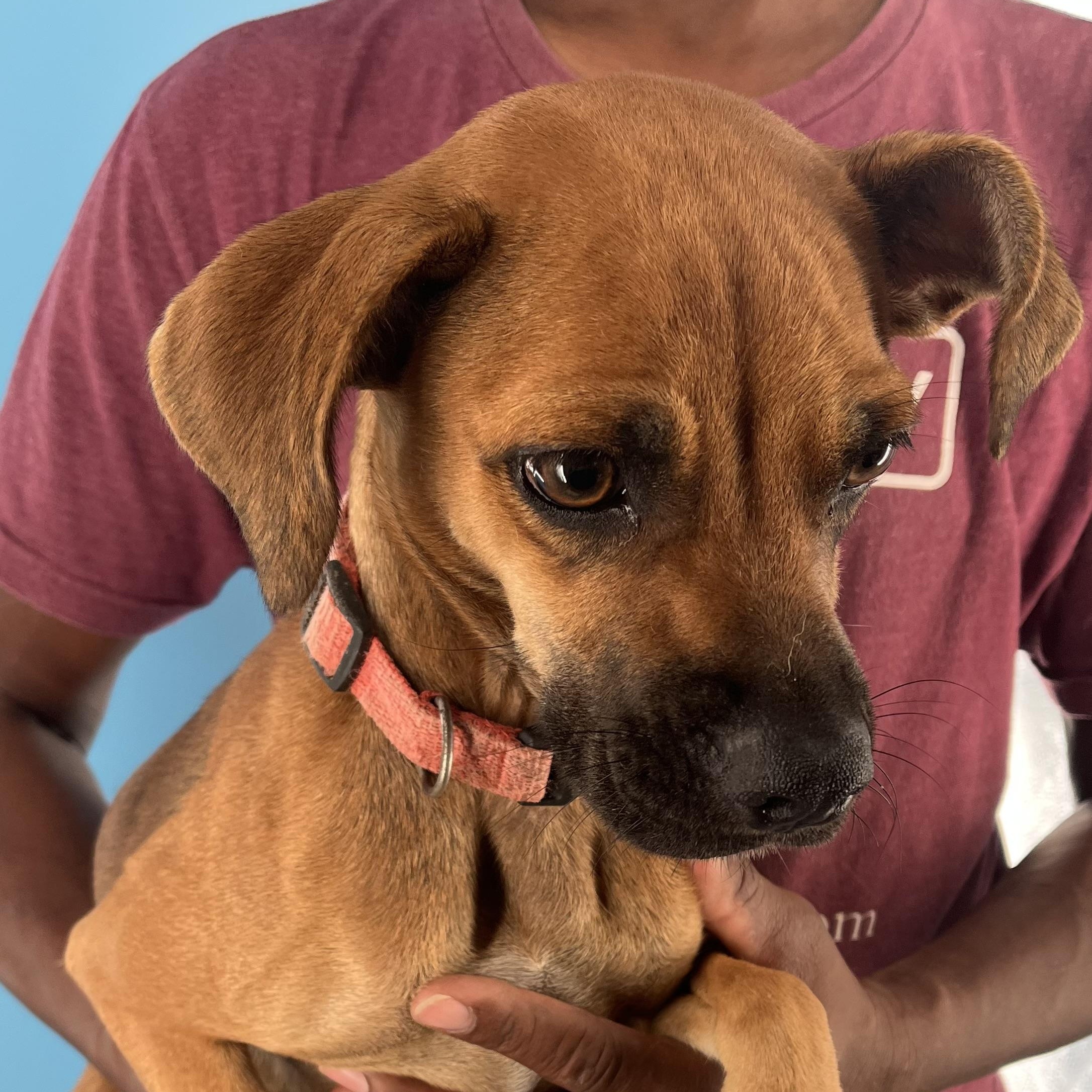 Phoenix - Local Sept 26-28