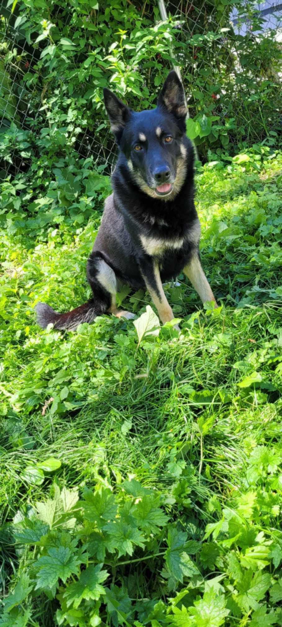 **PLEASE READ FULL DESCRIPTION**  M'Baku