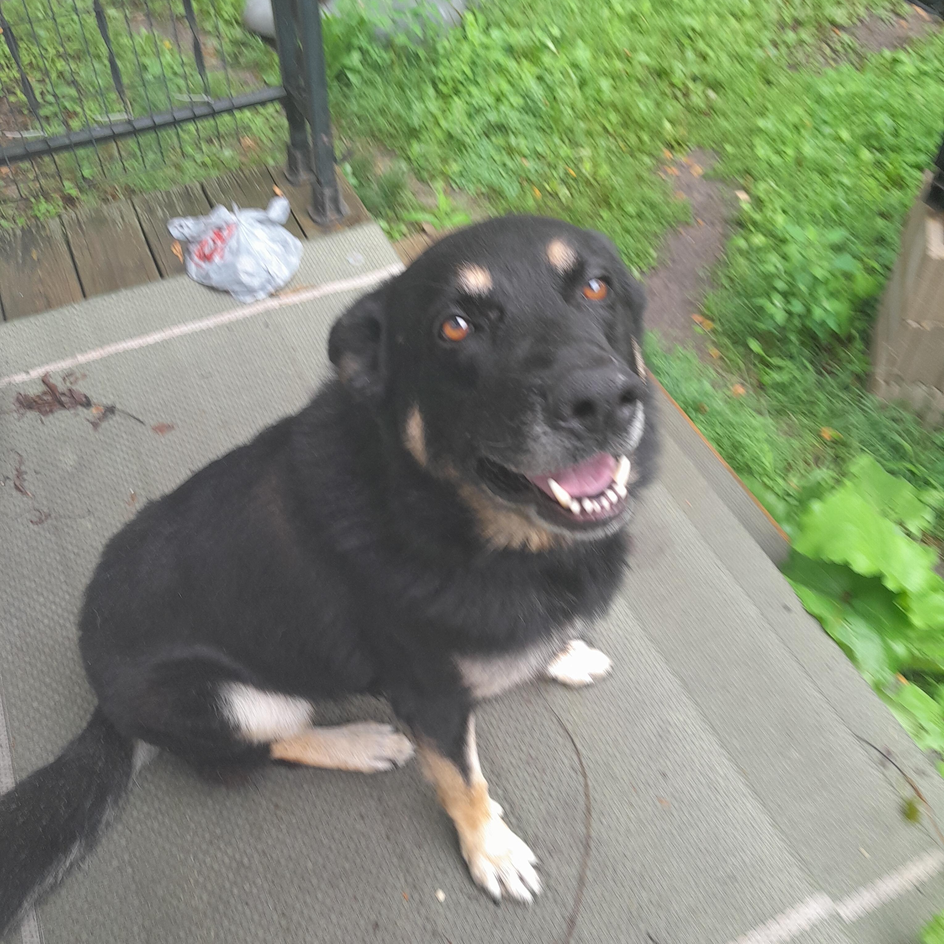 **PLEASE READ FULL DESCRIPTION**  M'Baku