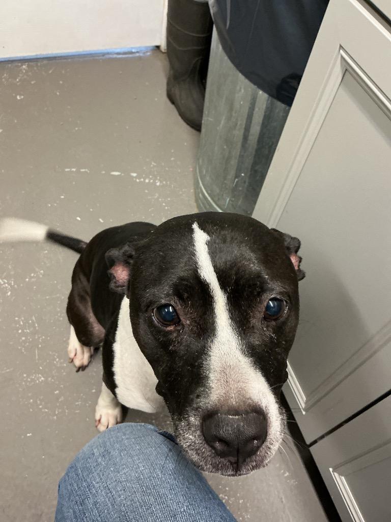 Hope, Adoptable, Adult Female Mixed Breed.