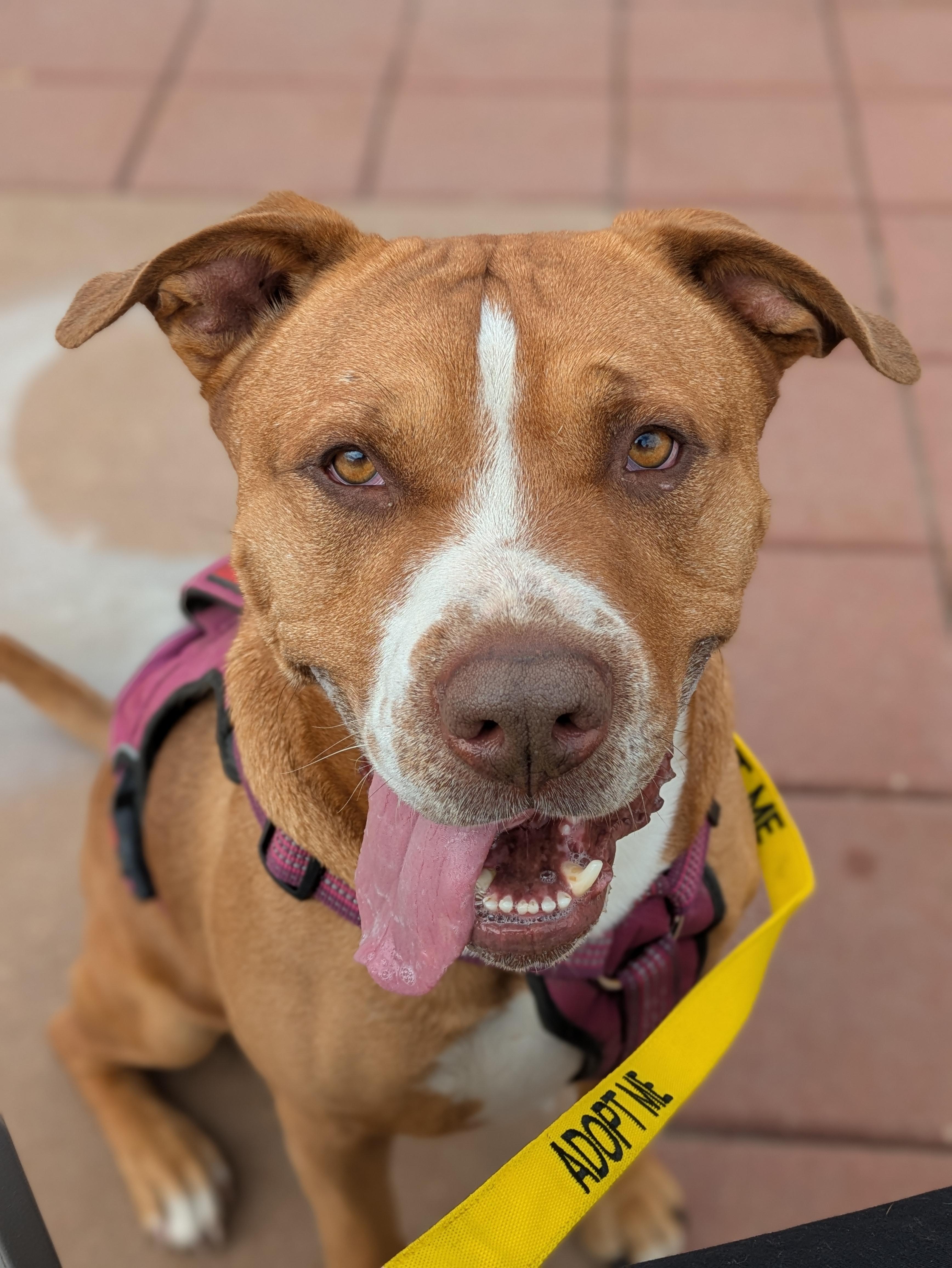 Enlarge Goose & Maverick, an adopted mixed breed in Oregon, WI image 3/6