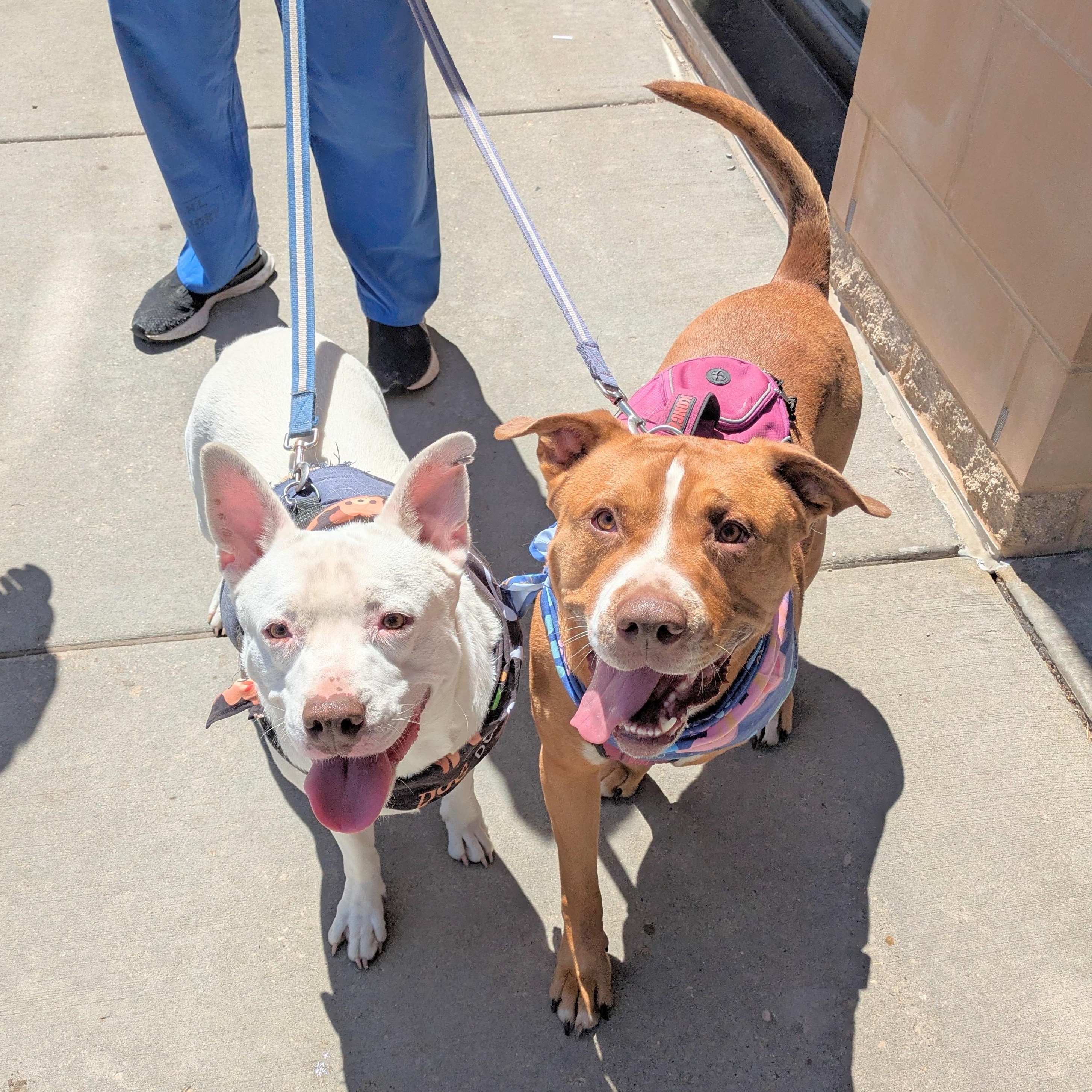 Goose & Maverick, adopted, Adult Male American Staffordshire Terrier.