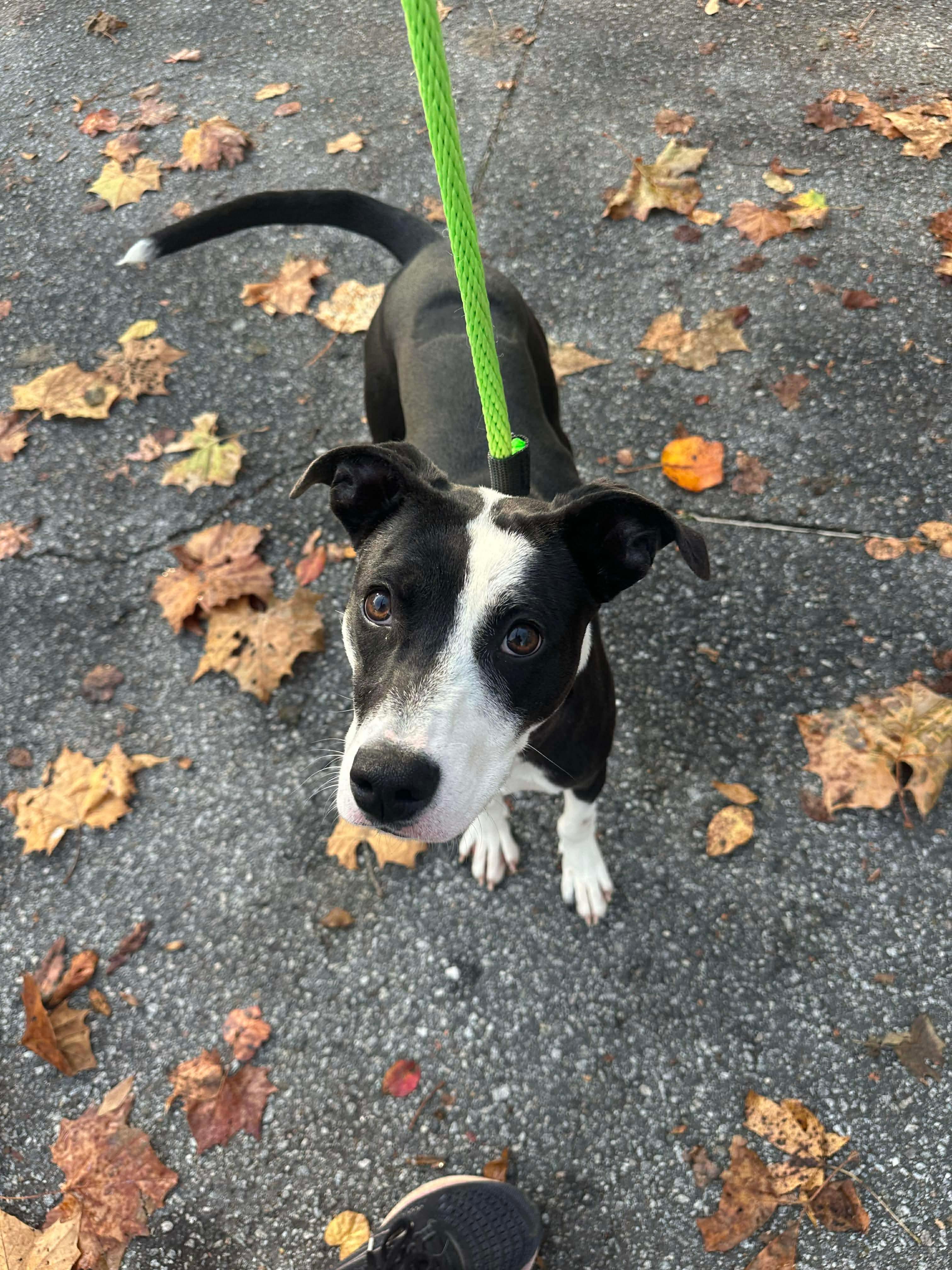 Helena, ADOPTABLE, Adult Female Border Collie.