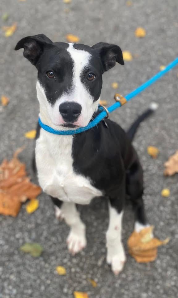 Helena, a ADOPTABLE mixed breed in Crystal Lake, IL image 2/6