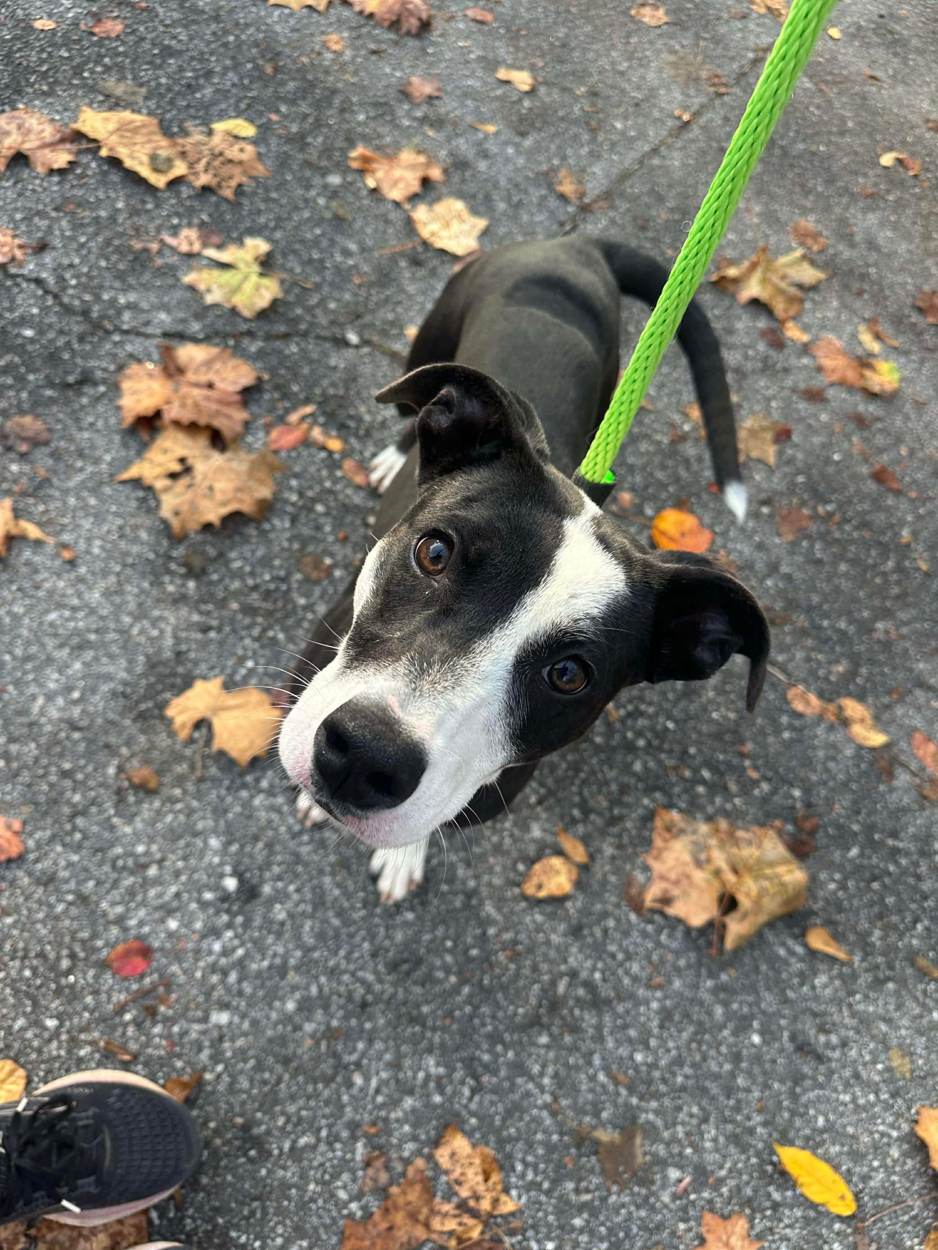 Helena, a ADOPTABLE mixed breed in Crystal Lake, IL image 3/6