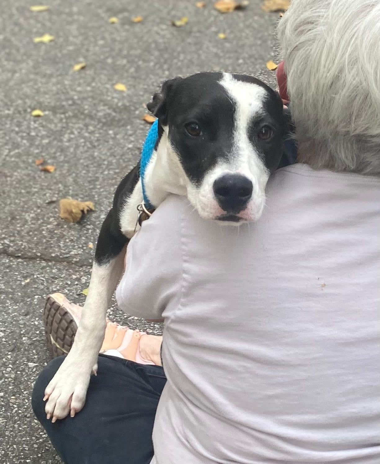 Helena, a ADOPTABLE mixed breed in Crystal Lake, IL image 4/6