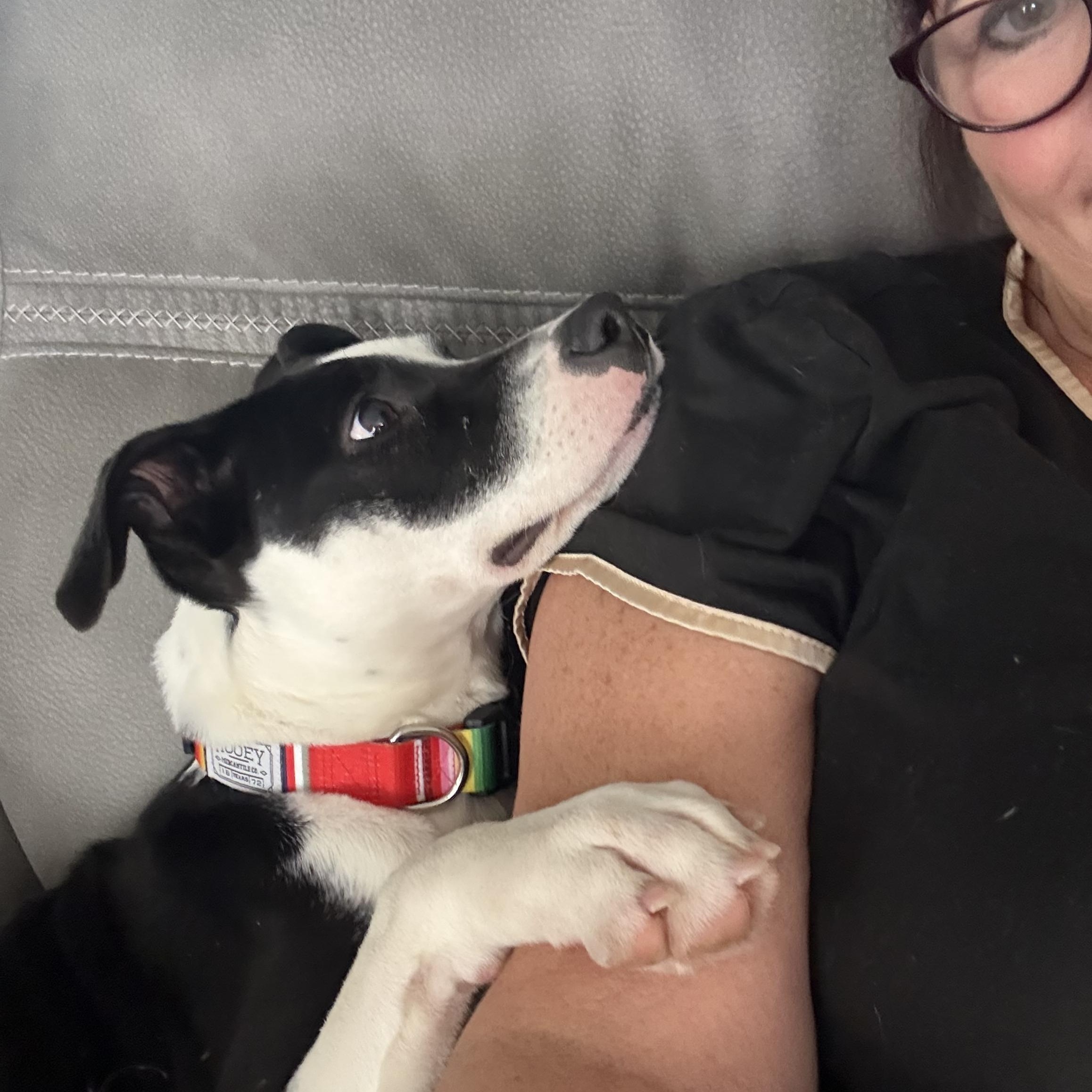 Helena, a ADOPTABLE mixed breed in Crystal Lake, IL image 5/6