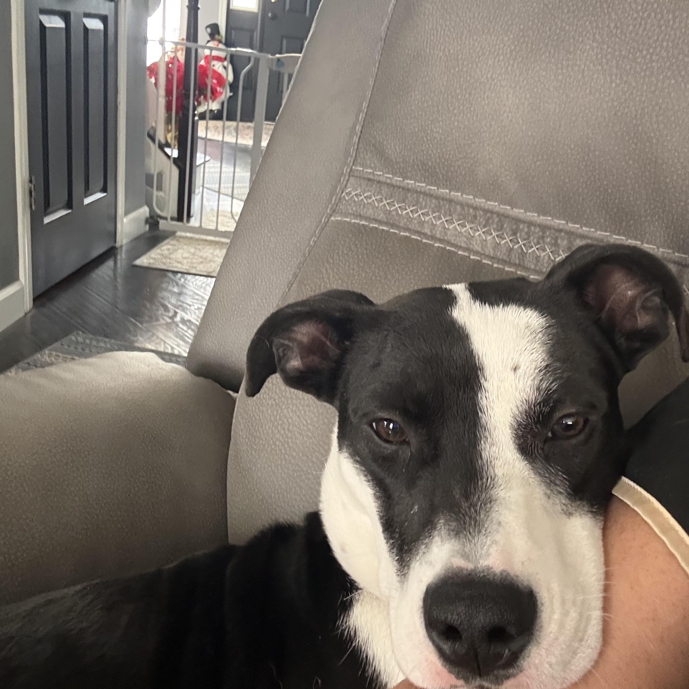 Helena, a ADOPTABLE mixed breed in Crystal Lake, IL image 6/6