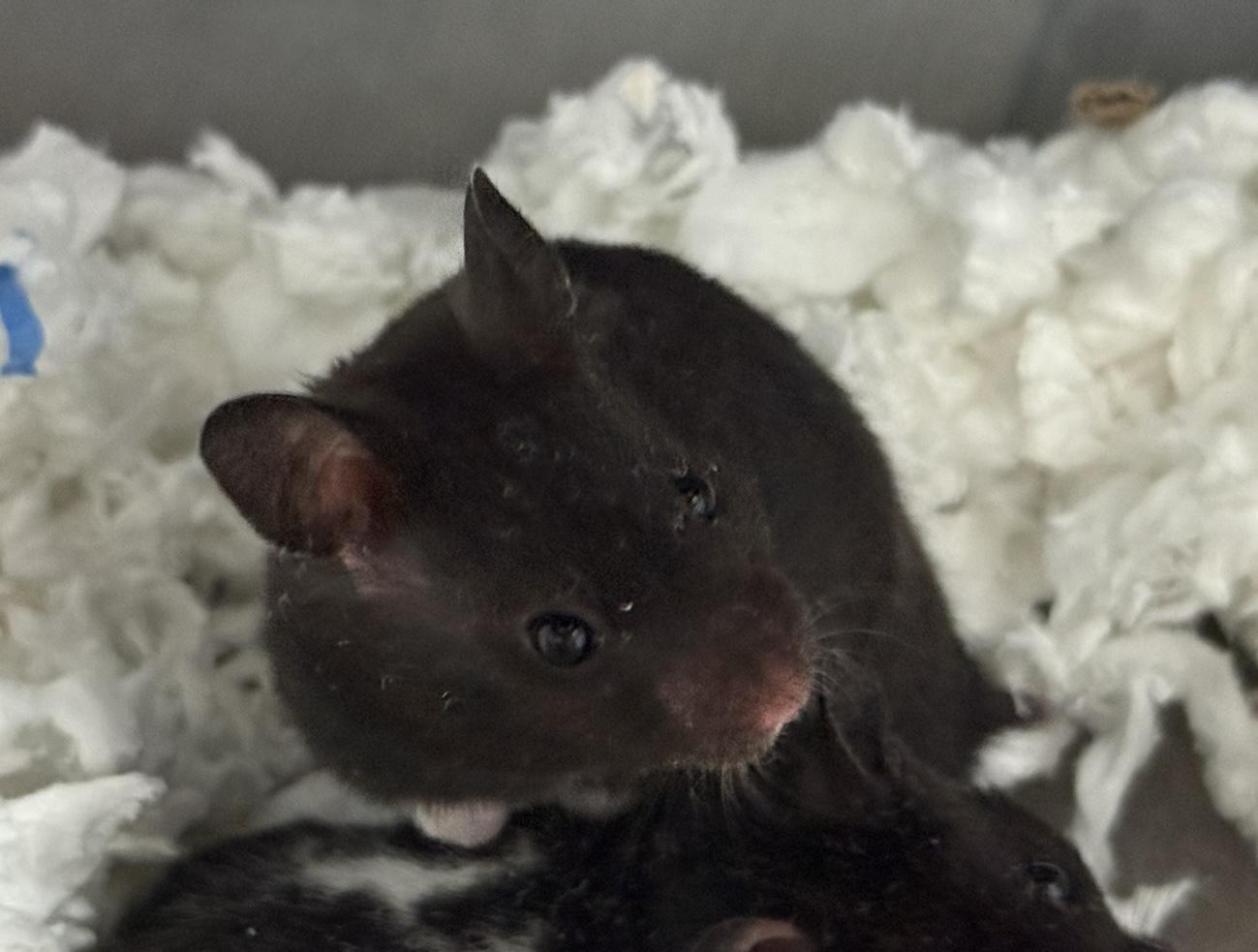 Skim Milk, Adoptable, Young Male Hamster.