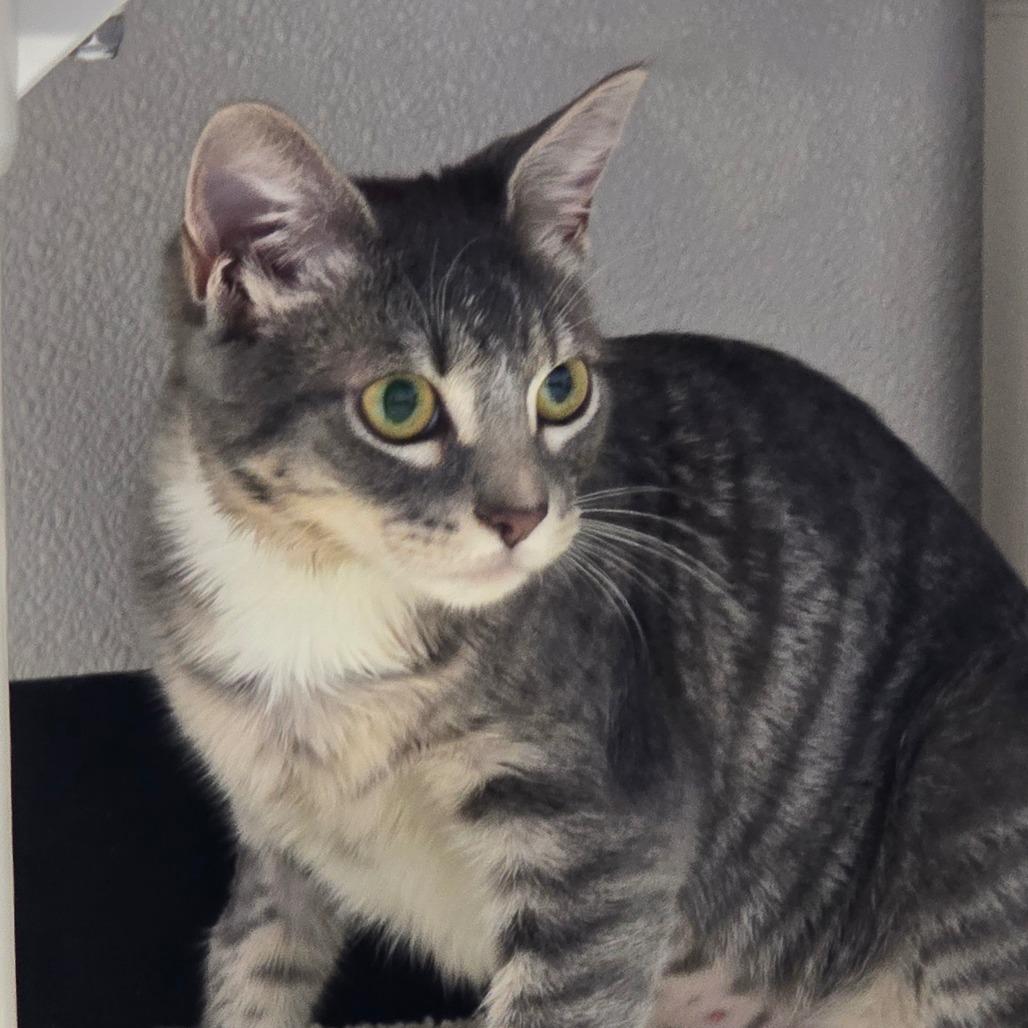 Glamorous(FKA Miss Kitty Kit 2), Adoptable, Young Female Domestic Short Hair.