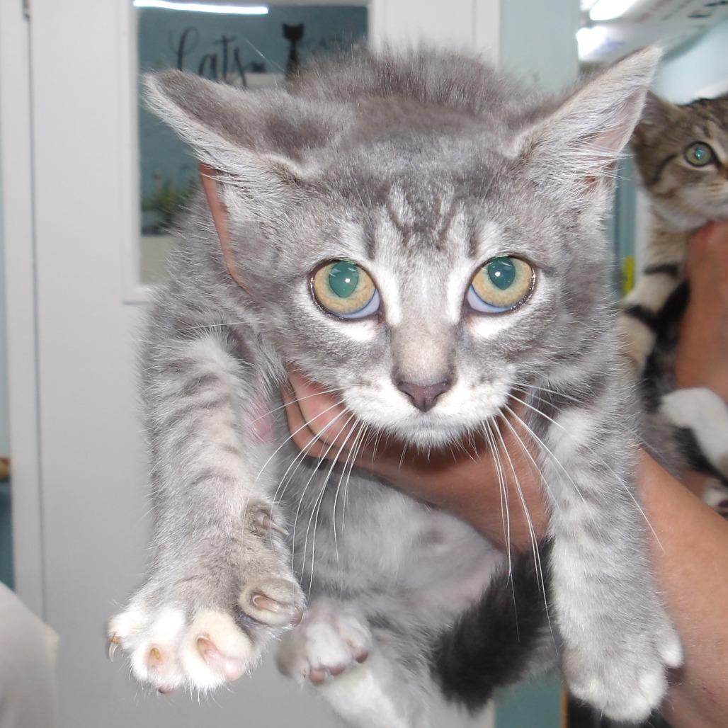 Enlarge Glamorous(FKA Miss Kitty Kit 2), a Adoptable Domestic Short Hair in Marble, NC image 2/2
