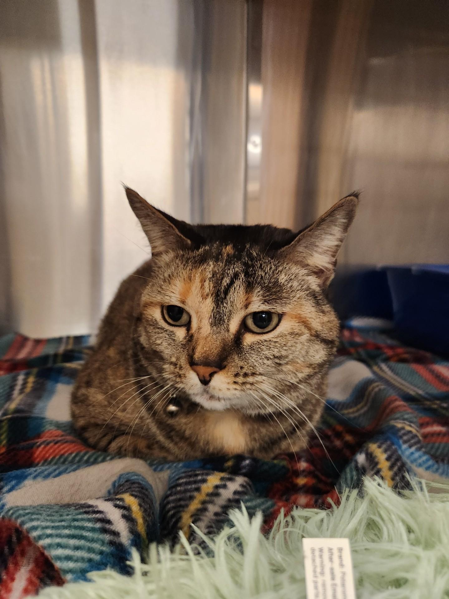 Enlarge Dumpling, a ADOPTABLE Domestic Short Hair in Truth or Consequences , NM image 1/6