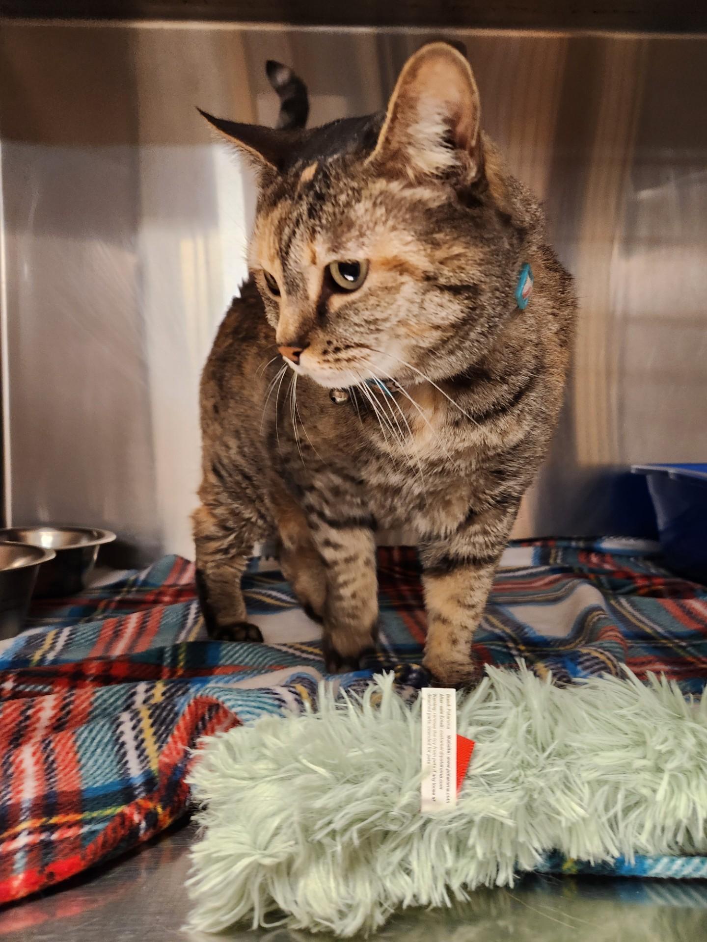 Enlarge Dumpling, a ADOPTABLE Domestic Short Hair in Truth or Consequences , NM image 2/6
