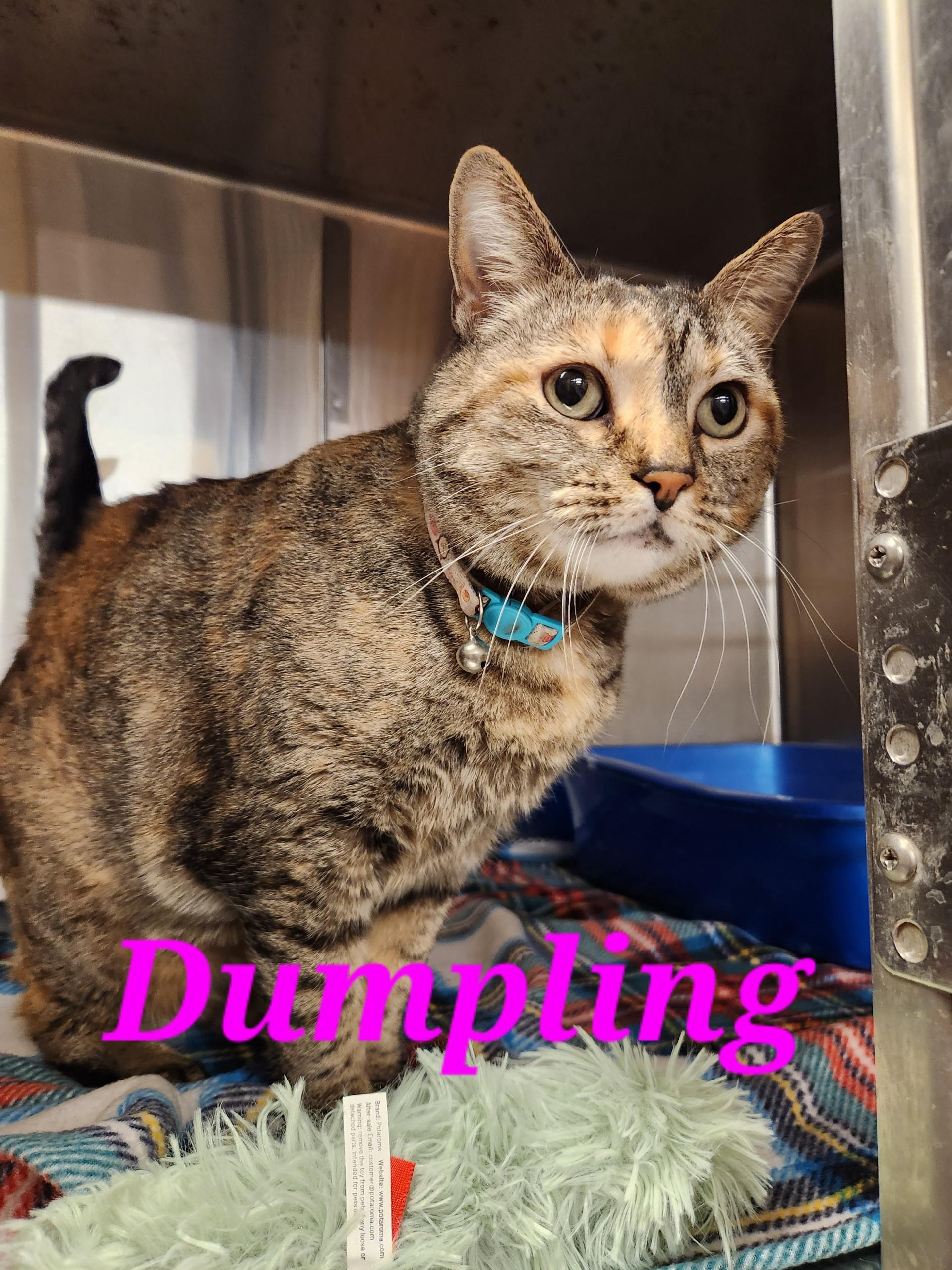 Enlarge Dumpling, a ADOPTABLE Domestic Short Hair in Truth or Consequences , NM image 3/6